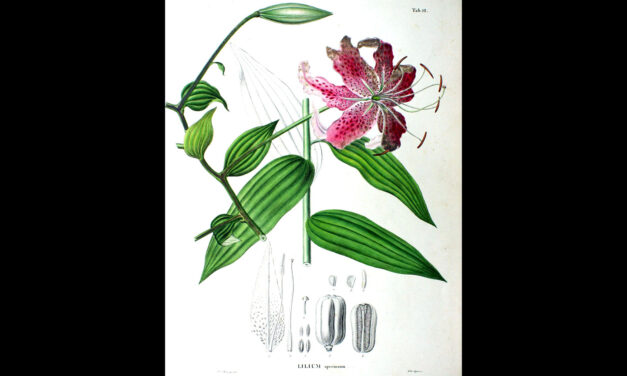 Vortrag: Philipp Franz von Siebolds Flora Japonica