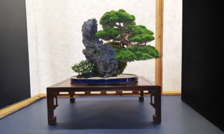 Vortrag mit Herbert Schaffert zum Thema „Die Welt der kleinen Bäume – Bonsai 盆栽“